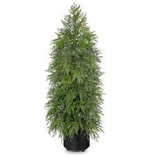 Arbrous - Mini albero di