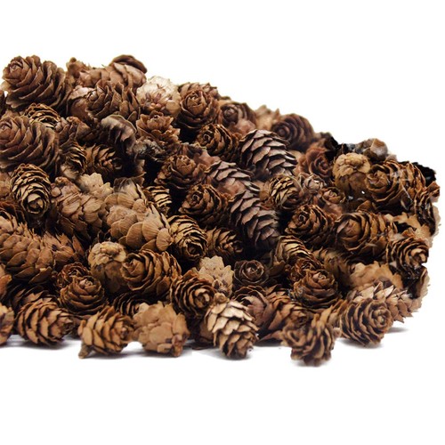 250 pezzi pigne naturali - pigne,